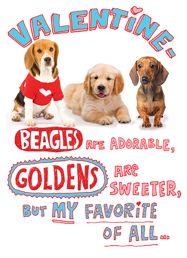 Beagles are Adorable  Card Cover