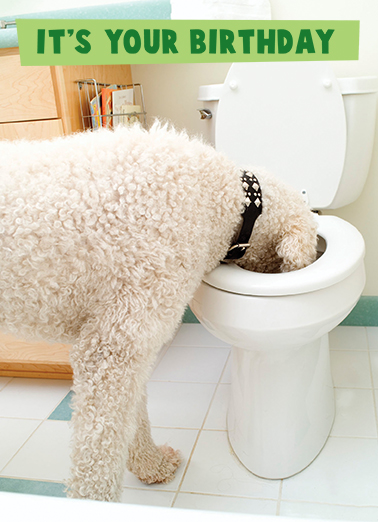 Biggest Drink  Card Cover