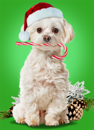 Candy Cane Cf - Funny Christmas Card to personalize and send.