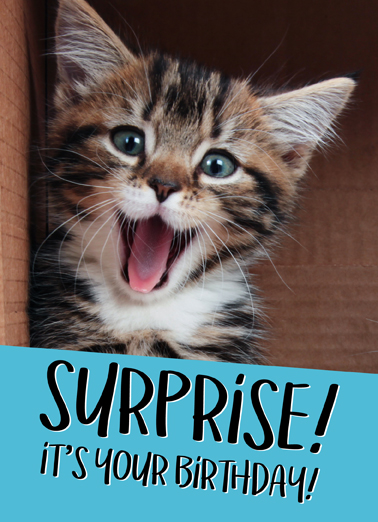 Cat Birthday Surprise  Ecard Cover