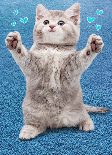 Cat Hug FD  Ecard Cover