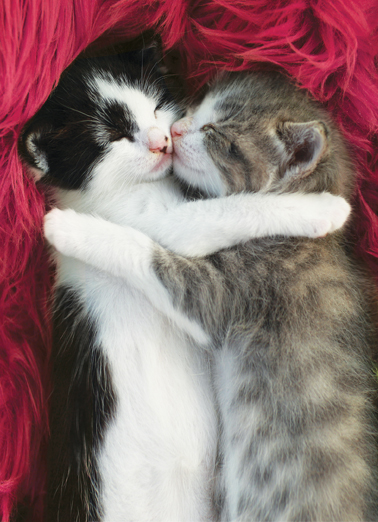 Cat Hug Fur MD  Card Cover