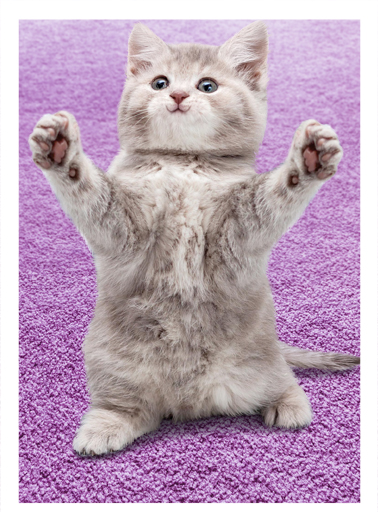 Cat Hug Thank You  Card Cover