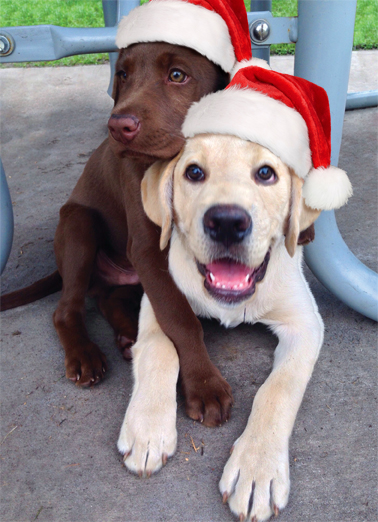 Christmas Hug - Funny Christmas Card to personalize and send.