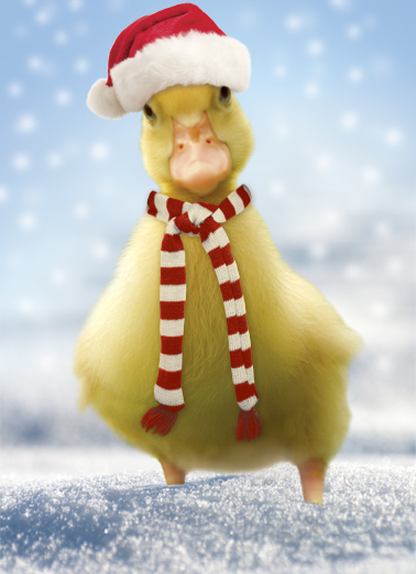 Fuzzy Xmas - Funny Christmas Card to personalize and send.