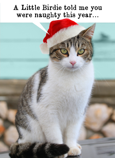 Little Birdie (Xmas) - Funny Christmas Card to personalize and send.