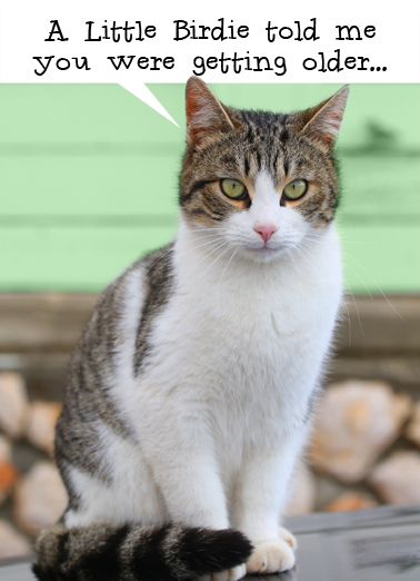 Little Birdie  Card Cover