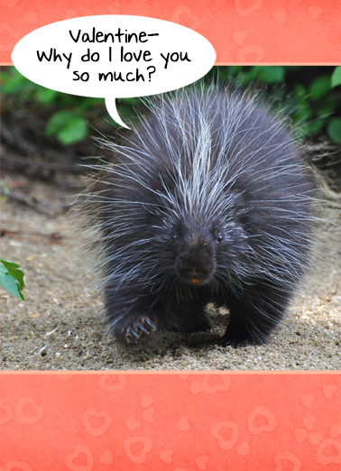 Little Prickly VAL  Ecard Cover