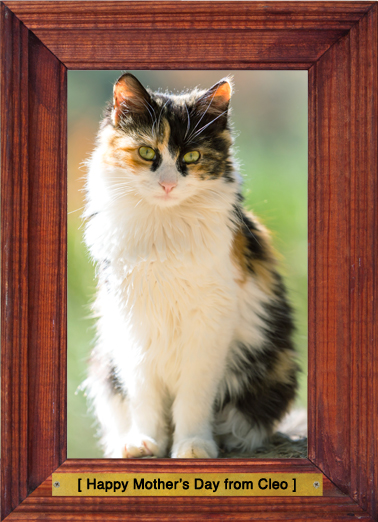 No Kitten  Card Cover