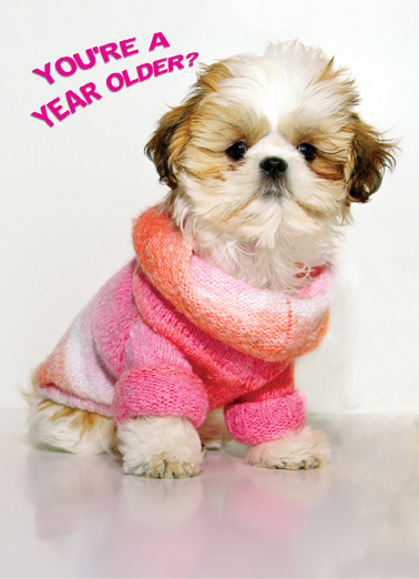 Shihtzpoo  Ecard Cover