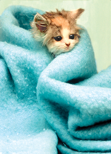 Wrapped Up  Card Cover